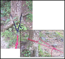 Figure 5-1. Trees used as anchors.