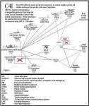 Graphic showing operations properly coordinated with the NCC and its subordinate functional and geographic command