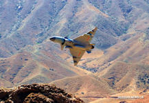 J-10C