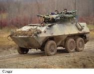 Cougar-18