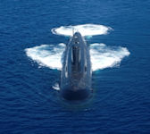 S 55 Sindhu Ghosh Class