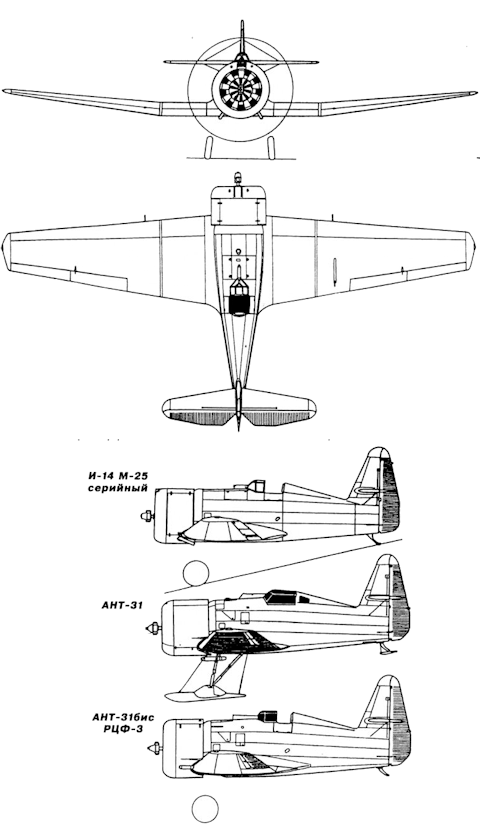 ANT-31
