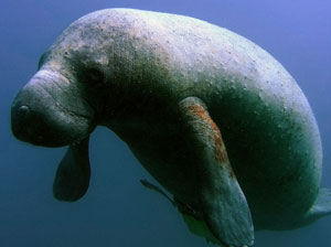 Manatee